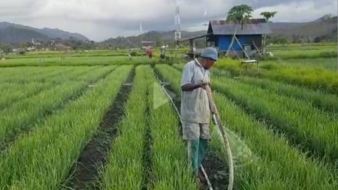 Hujan dan Harga, Bikin Gelisah Petani Bawang Merah di Kecamatan Reok