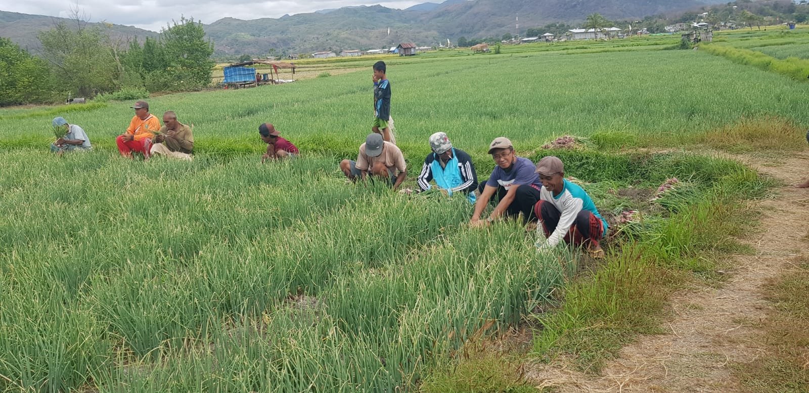 Hujan dan Harga, Bikin Gelisah Petani Bawang Merah di Kecamatan Reok