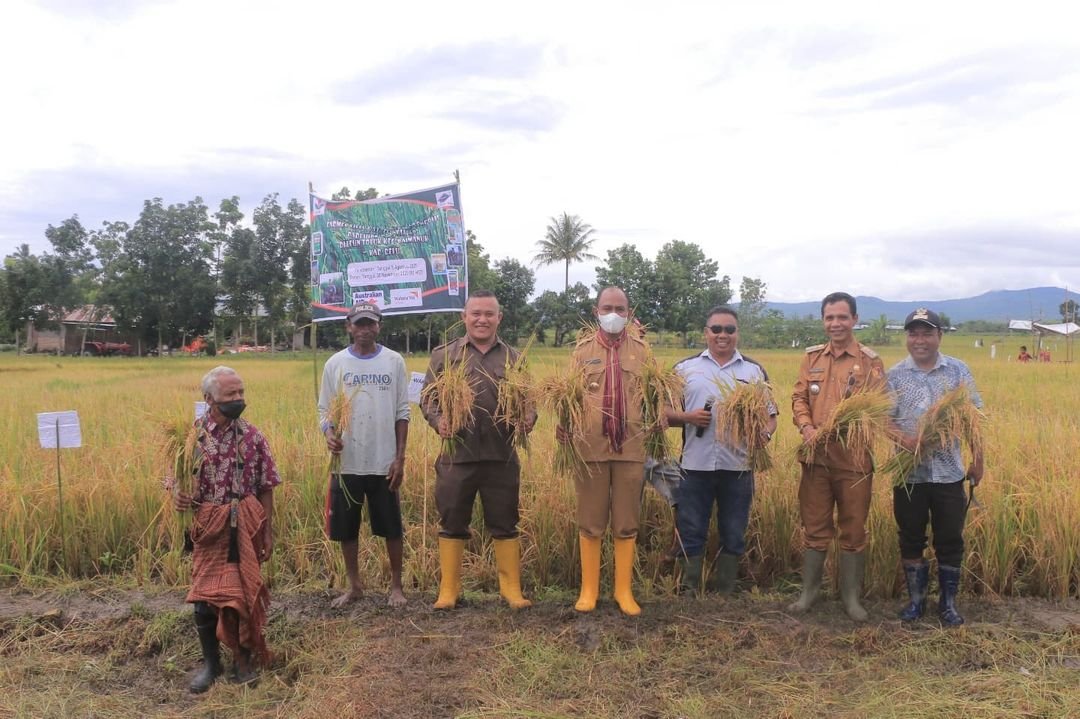 Panen Padi Hibrida Intani 602, Wabup Belu: Tingkatkan Produksi dan Produktivitas