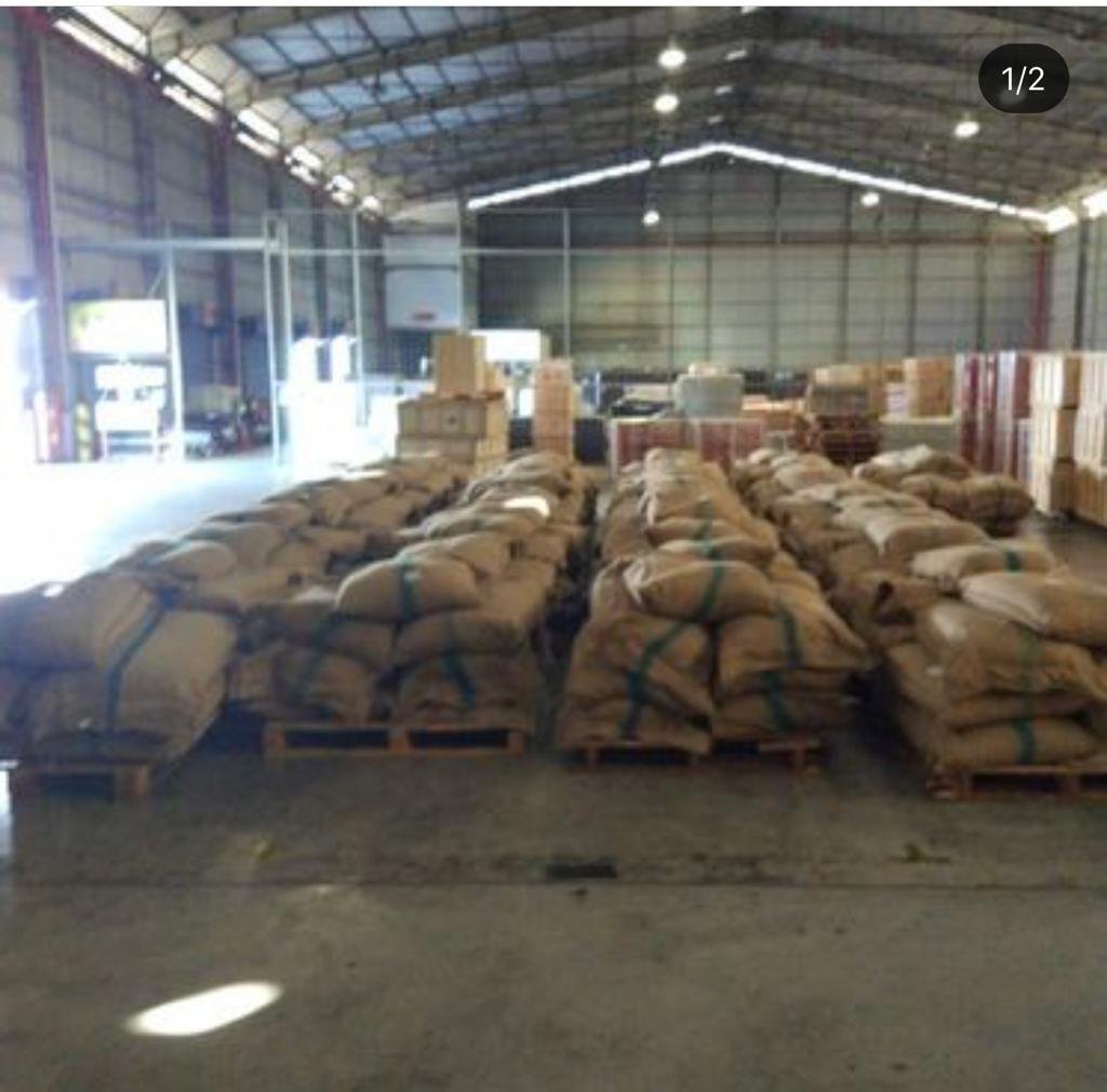 Anggota Kopdit Obor Mas Siap Ekspor Kopi Arabika Flores ke Jerman, Swiss dan Amerika Serikat