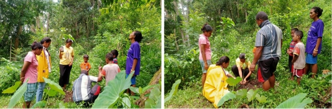 Implementasikan Laudoto Si, Keuskupan Maumere Gandeng Mahasiswa PPK IFTK Ledalero dan Umat Paroki Ili Tanam 223 Anakan Adpokat