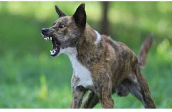 Rabies Serang Flores, 3 Anak Asal Tiga Kabupaten Meninggal Dunia Selama Mei 2023