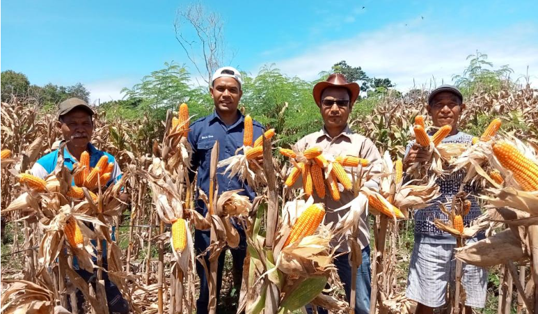 Panen 34 Ton Jagung, Camat Laut Agus Supratman: Saya Buat Dulu Lalu Bicara, Jangan Bicara Dulu Baru Buat