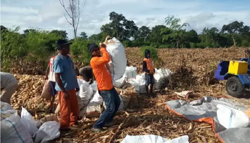 Panen 34 Ton Jagung, Camat Laut Agus Supratman: Saya Buat Dulu Lalu Bicara, Jangan Bicara Dulu Baru Buat