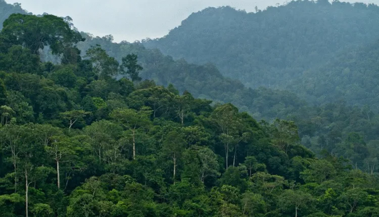 Berdamai Dengan Hutan