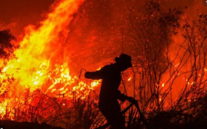 Dalam Dua Bulan, 137 Karhutla Terjadi di Indonesia