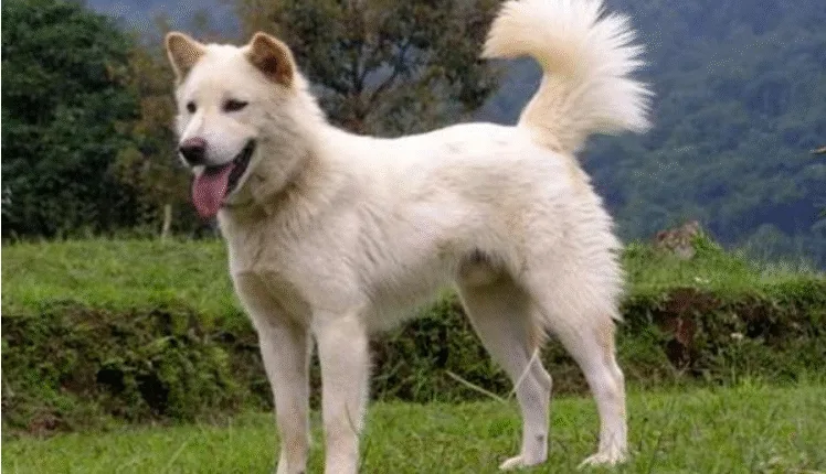Ampera, si Anjing Kesayanganku