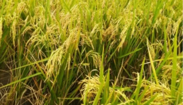 Musim Panen Tiba, Pemerintah Dorong Penyerapan Hasil Panen Padi Petani