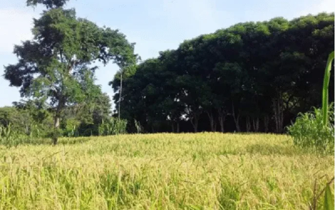 Gubernur NTT dan Bupati Matim Digugat Terkait Izin Tambang Batu Gamping di Lolok