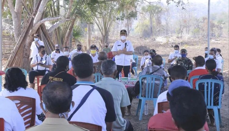 Tanaman Sorgum di Lahan Food Estate Belu akan Jadi Role Model Food Estate di Indonesia