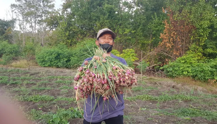 Hujan dan Harga, Bikin Gelisah Petani Bawang Merah di Kecamatan Reok