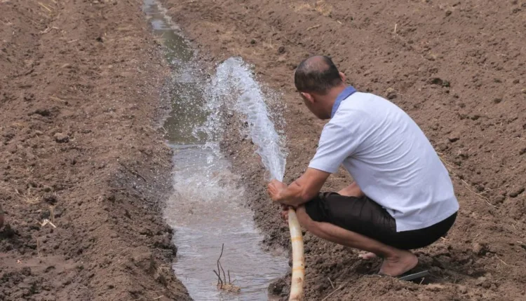 Wabup Belu Tinjau Progres Tanaman Jagung di Lokasi Food Estate