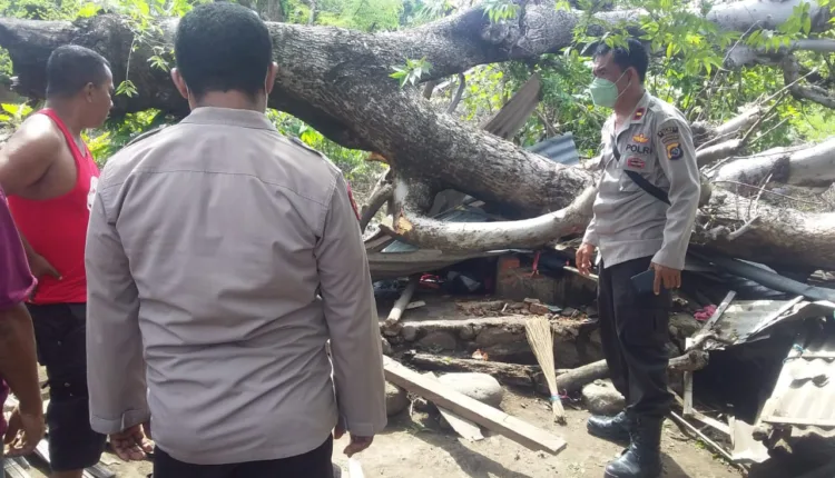 Pohon Reo Tua Tumbang Renggut Nyawa Seorang Perempuan Berusia 25 Tahun Warga Warga yang Sementara Mandi