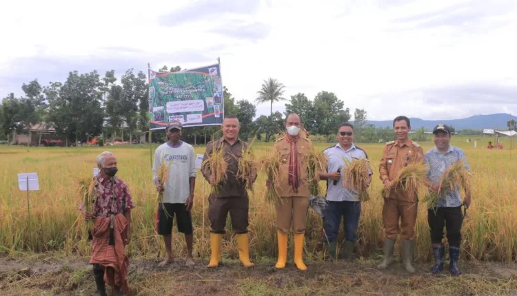 Panen Padi Hibrida Intani 602, Wabup Belu: Tingkatkan Produksi dan Produktivitas