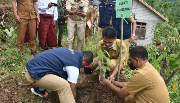 Tanam Simbolis Tanaman Pala di Renda, Bupati Hery: Di Maluku Harga Biji Pala Sekarang Rp50-80 Ribu