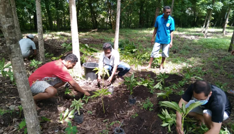 Dosen STFK Ledalero Pimpin Penanaman Porang di Kebun Puslit Candraditya Maumere