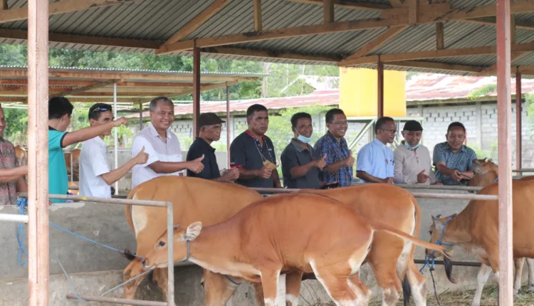 Alumni Bantu 20 Ekor Sapi dan 5 Ekor Babi untuk Almamater Seminari Pius XII Kisol
