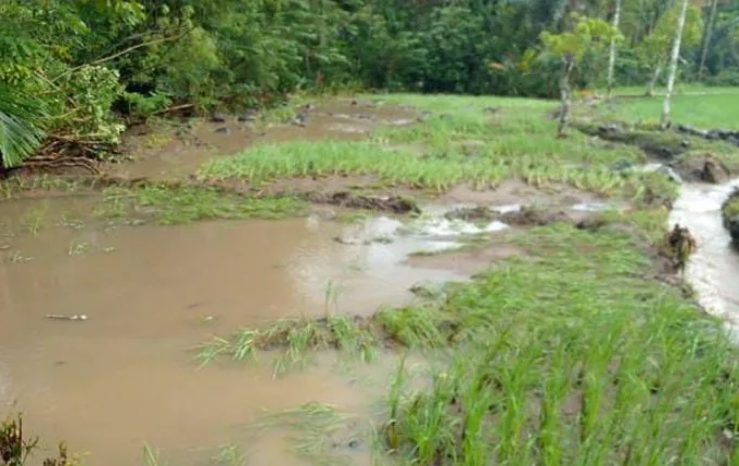 4,1 Ha Sawah di Watu Wangka, 3 Ha Wae Lolos Terdampak Banjir