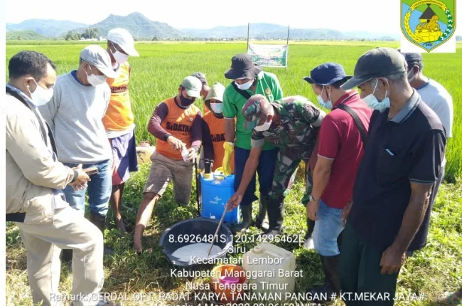 Tingkatkan Produksi Petani, Penyuluh Gencarkan Gerakan Pengendalian Hama & Penyakit