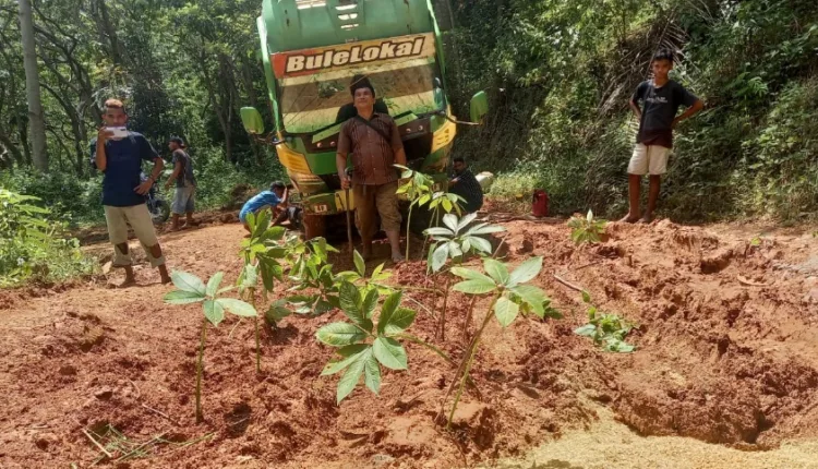 Bule Lokal Terbenam Lumpur, Warga Tanam Porang di Jalan Kabupaten Mabar