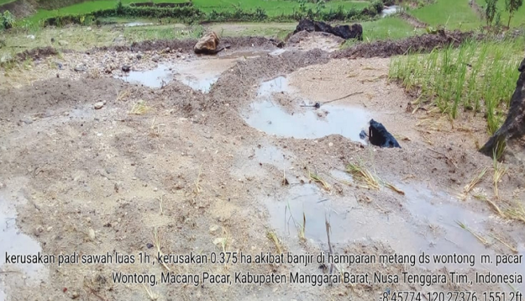 Korban Banjir Diberi Bantuan Benih Padi Pada Musim Tanam Berikut
