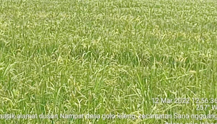 Bendungan Wae Pateng Rusak Parah, 29 Hektar Sawah Butuh Pasokan Air