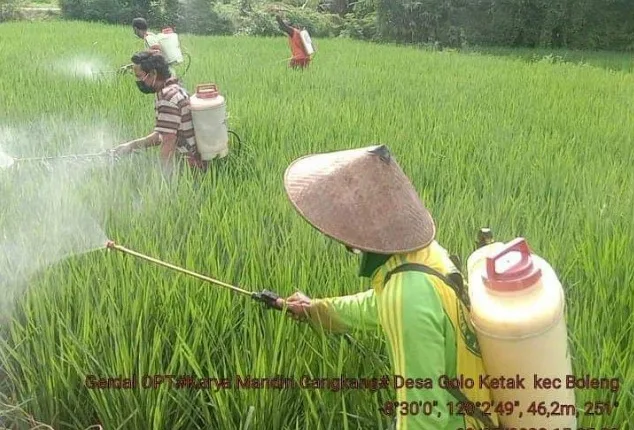 13 Jenis Hama & Penyakit Serang 1881,5 Hektare Sawah di Manggarai Barat
