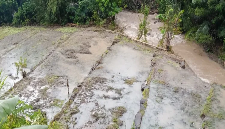 Derita Petani Pascabanjir, Menanam Padi Menuai Pasir