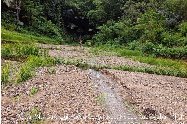 18 KK Petani Ndoso Gagal Panen, Tanam Padi Berbuah Batu