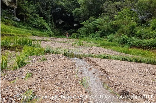 18 KK Petani Ndoso Gagal Panen, Tanam Padi Berbuah Batu