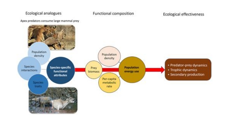 Ahli Komodo Tim S. Jessop dan Peran Ekologis Komodo