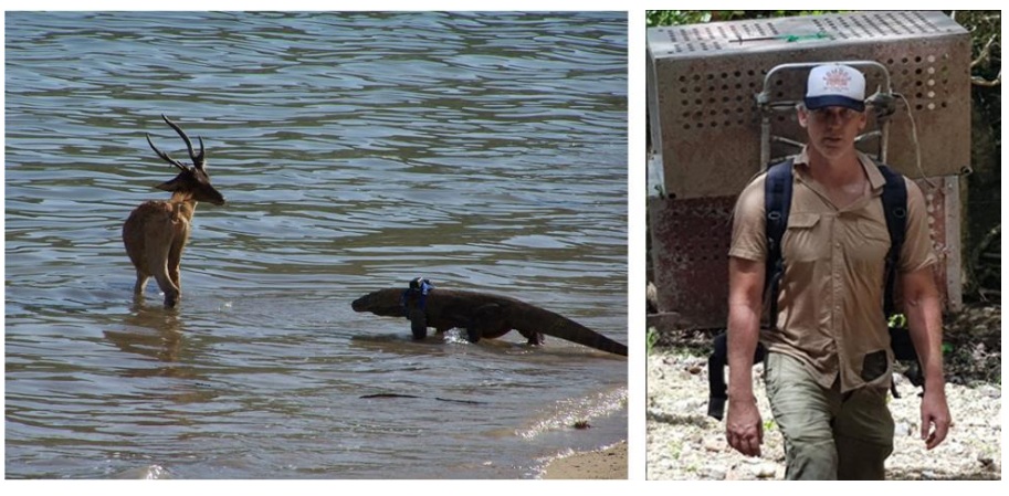 Ahli Komodo Tim S. Jessop dan Peran Ekologis Komodo