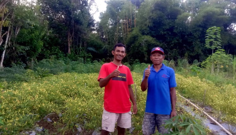 Geliat Pertanian Hortikultura Bersama Kelompok Petani Horti Boleng