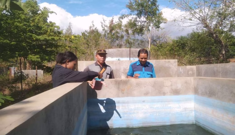 Siswa Kompetensi Keahlian Agribinis Perikanan Air Tawar SMKN 2 Maumere Budidayakan Ikan Lele dan Ikan Nila