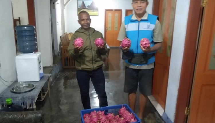 Kisah Buruh Bangunan Asal Nagekeo Sukses Kembangkan Ribuan Naga di Manggarai